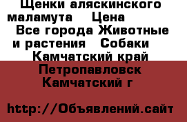 Щенки аляскинского маламута  › Цена ­ 15 000 - Все города Животные и растения » Собаки   . Камчатский край,Петропавловск-Камчатский г.